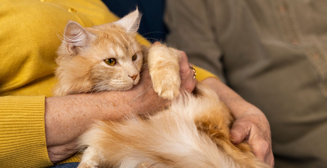 An older cat resting comfortably in their owner's arms
