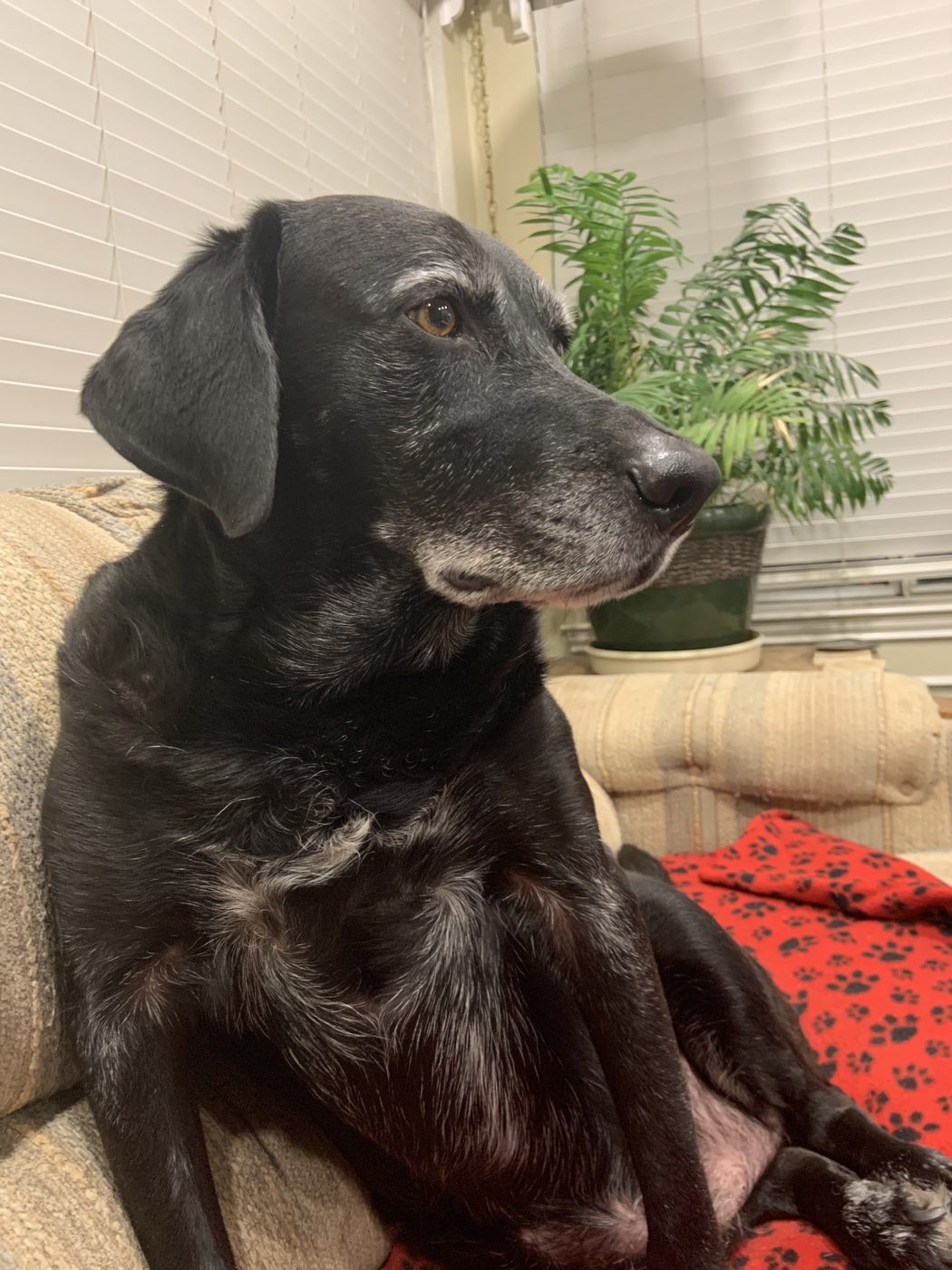 Buddy