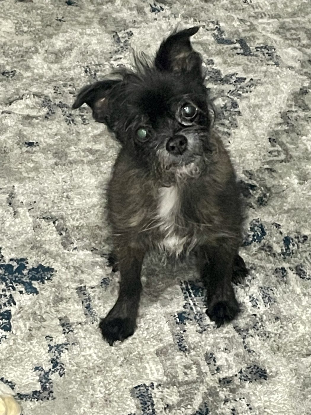 Lola
