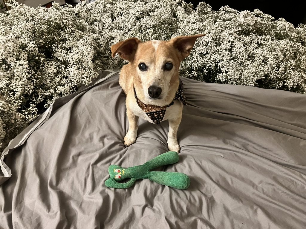 Maximus