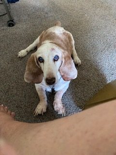 Woody